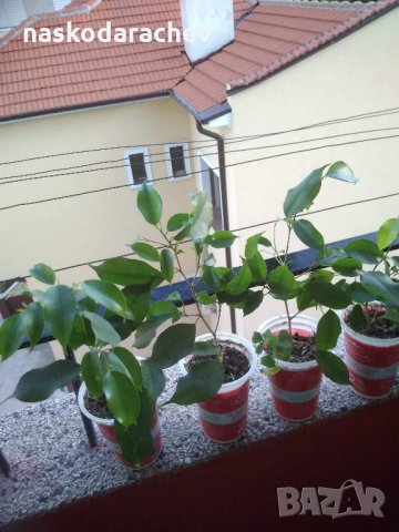 Фикус Бенджамина ( Ficus benjamina ) , снимка 4 - Стайни растения - 29520145