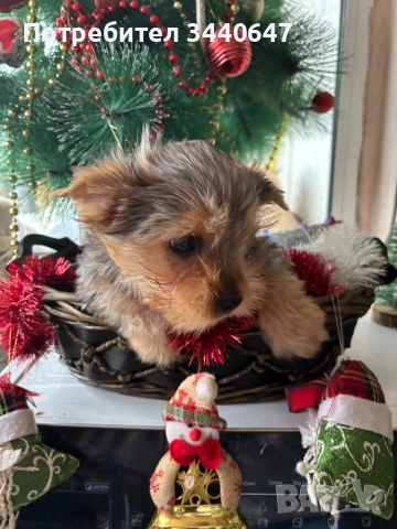 Мъжко йорки , снимка 5 - Йоркширски териер - 52897629