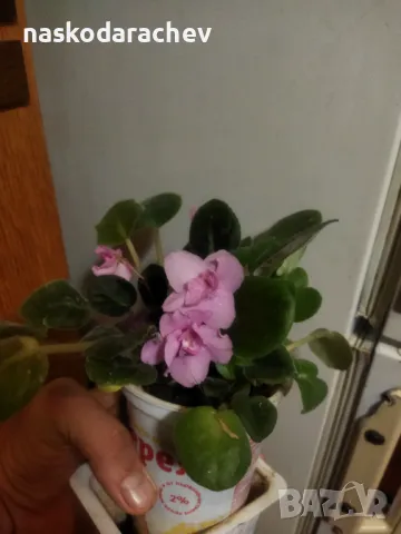 Теменужка, теменужки, сенполия розова, розов цвят , снимка 11 - Стайни растения - 43236680