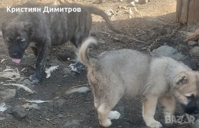 Последни бройки женски , снимка 6 - Кангал - 55873077