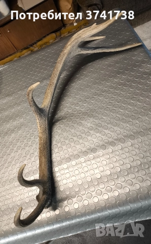 Еленов рог - трофеен , снимка 2 - Други - 51955275