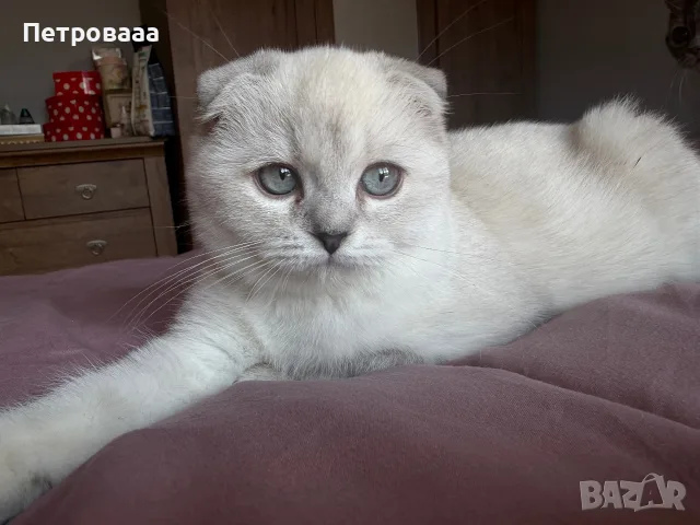 Шотландска клепоуха , снимка 5 - Британска късокосместа - 56309231