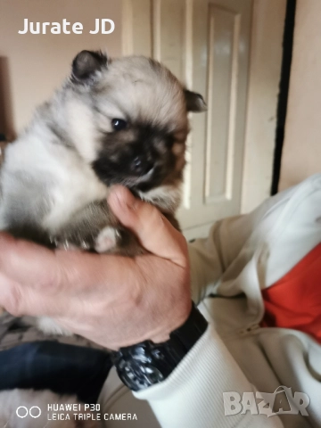 Померан, женско. , снимка 5 - Померан - 52355221