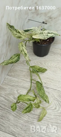 Монстера Laniata variegata 