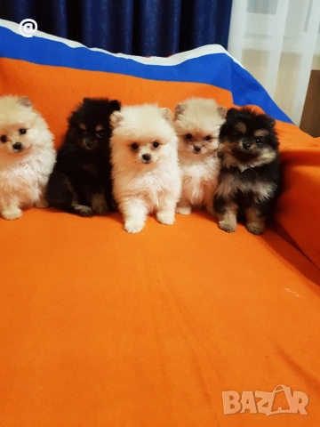 Померан померанчета снимки от днес 03.01.2026г, снимка 5 - Померан - 52967127