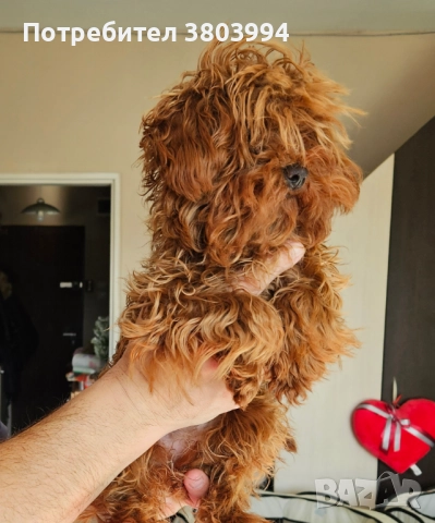 Червен тйи къп / той пудел момиченце на 7 месеца. , снимка 4 - Пудели - 52935122