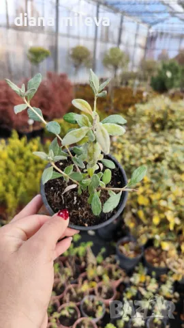 Теукриум, Teucrium Fruticans, снимка 8 - Градински цветя и растения - 39343405