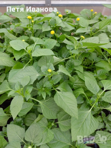 Акмела , снимка 4 - Стайни растения - 52512209