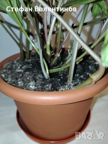 Сингониум , снимка 6 - Други - 52580297