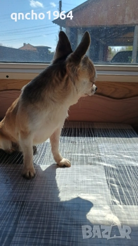 чихуахуа , снимка 2 - Чихуахуа - 52663276