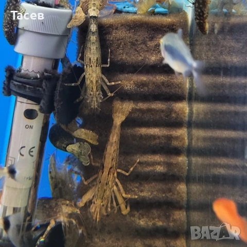 Филтърни скариди 5см