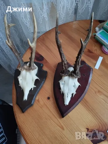 трофеи от сръндак, снимка 5 - Антикварни и старинни предмети - 48932013