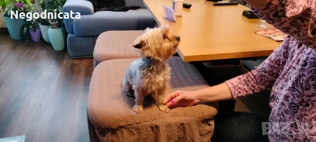 Мини йоркита , снимка 7 - Йоркширски териер - 54139167