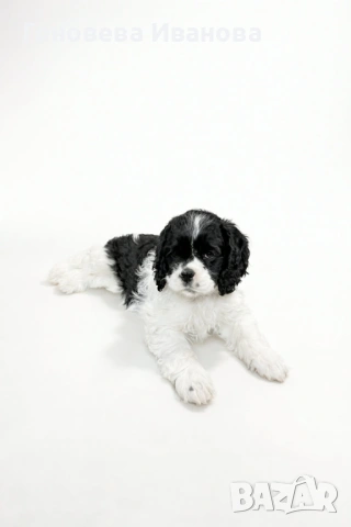 Американски кокер шпаньол, снимка 4 - Шпаньоли - 53004653