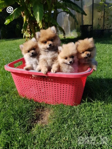 Померан померани Гр. София, снимка 3 - Померан - 51952079