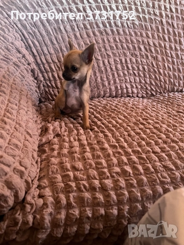 Мини чихуахуа, снимка 5 - Чихуахуа - 52913191