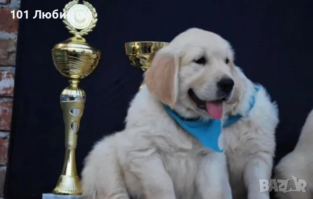 Голдън ретривър , снимка 3 - Голдън ретривър - 47449555