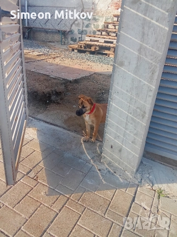 здравейте приятели продавам белгийски овчарки Черно то ми Ко жилото то женско ми на 4 месеца , снимка 4 - Белгийска овчарка - 52075309