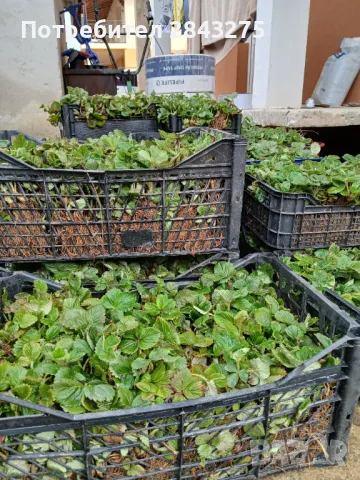 Продавам разсад ягоди , снимка 8 - Сортови семена и луковици - 49817952