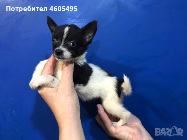 Мини ЧихуПинчери Арлекин, снимка 2 - Чихуахуа - 51854924