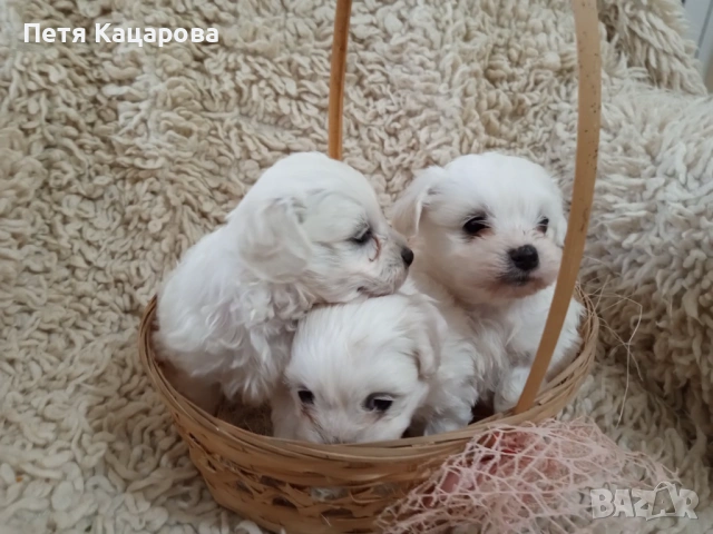 Малтийска болонка, снимка 2 - Болонка - 54272493