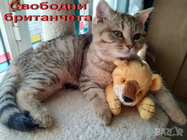 Женско, британско котенце, коте златно таби, BRI ny 24, британска котка, снимка 4 - Британска късокосместа - 53147846