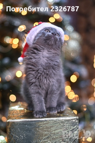 Продавам коте мейн-кун, снимка 2 - Мейн кун - 52864422