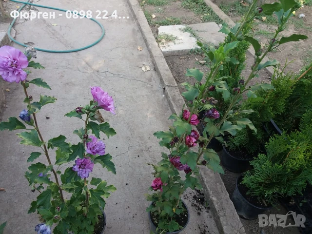 Хибискус Кичест - Дървовидна Ружа, снимка 9 - Разсади - 46564855