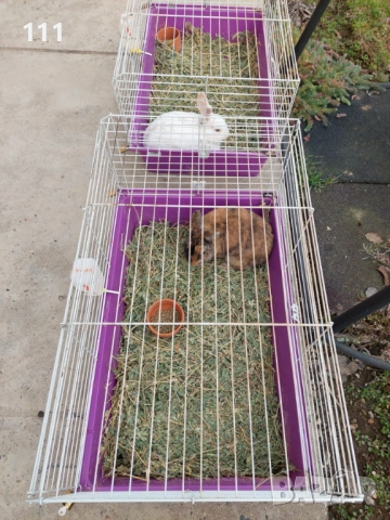 Мини Рекс мъжки и женски 