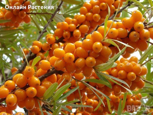 Облепиха (Hippophae) - Растения и Плод, снимка 4 - Градински цветя и растения - 29191609