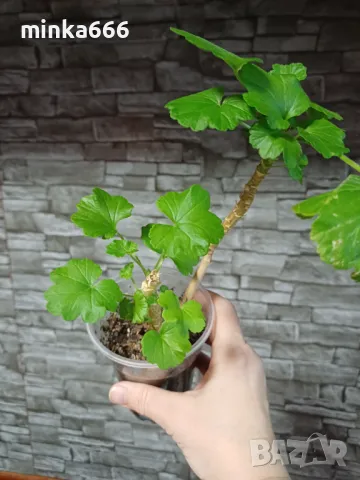 Червено мушкато., снимка 1