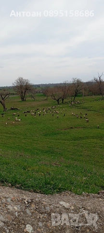 ярета за клане трупно и цели, снимка 4 - Кози - 54137883