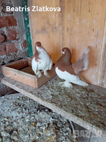 продавам гълъби, снимка 2 - Гълъби - 53924309