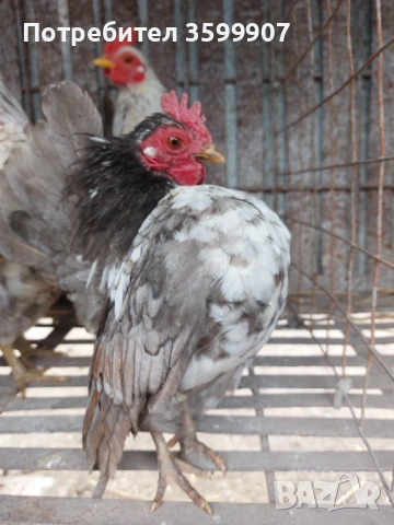 Миниатюрни петлета Серама, снимка 5 - Кокошки и пуйки - 53983826