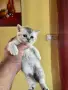 Британски късокосмести, снимка 8