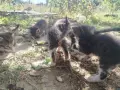 5 сладки бебенца котенца, снимка 18