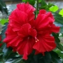 Червен кичест хибискус, китайска роза, red hibiscus, снимка 1