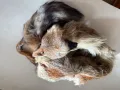 Лисица естествена кожа Яка, снимка 1