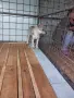 Чехословашки вълчак, снимка 7