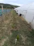 Земеделско и животновъдно стопанство , снимка 15