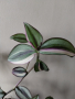 Традесканция, tradescantia Quadricolor, снимка 1 - Стайни растения - 44706885