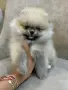 Мини померан момченца и момиченца, снимка 2