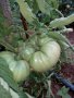 Предлагам разсад стари български сортове домати, снимка 4