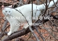 коте, снежно бяло момче, 8 мес., снимка 18