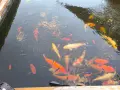 Японски шарани Кои, снимка 6