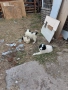 Българско овчарско куче - 2 бр. женски, снимка 3
