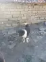  млад Каракачанец, , снимка 1