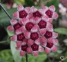 Hoya Хоя Sulawesiana albomarginata , снимка 1