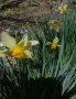 Нарцис Сейлър лодка, снимка 1 - Градински цветя и растения - 40141704