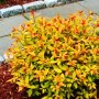 Спирея Голд Флейм (Spirea Gold Flame) , снимка 1 - Градински цветя и растения - 39674908